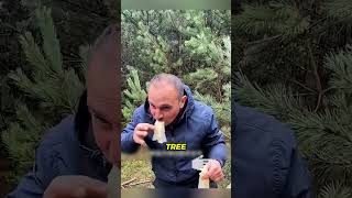 Is the inner bark of a pine tree really edible #Science #EatingBark #PineTree