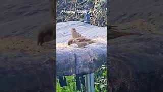 Bird watch #birds #shortsvideo #shorts #sparrow #shortsfeed