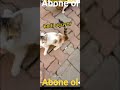 sokaktaki [kedileri besliyoruz abone ol ❤️] part 1