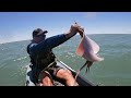 EXTRAÑA RAYA FRENTE A LAS COSTAS DE MAR DEL PLATA