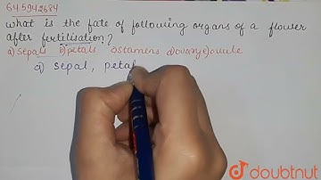 What is the fate of the following organs of a flower after fertilization? (a) Sepals (b) Petals ...