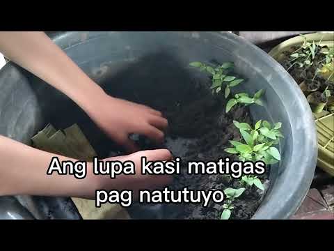 Mabilisang paraan kung paano mag potting ng vegetables seedlings.