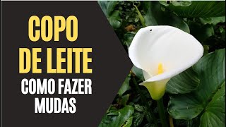 Copo de Leite: Saiba Como Fazer Mudas - thptnganamst.edu.vn