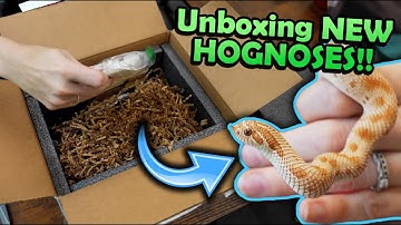 Unboxing New Hognose Snakes! (new morph projects!)