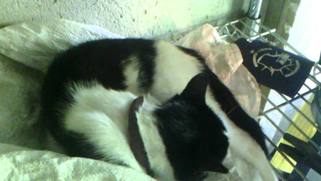 Magnet therapy pets animals acupuncture