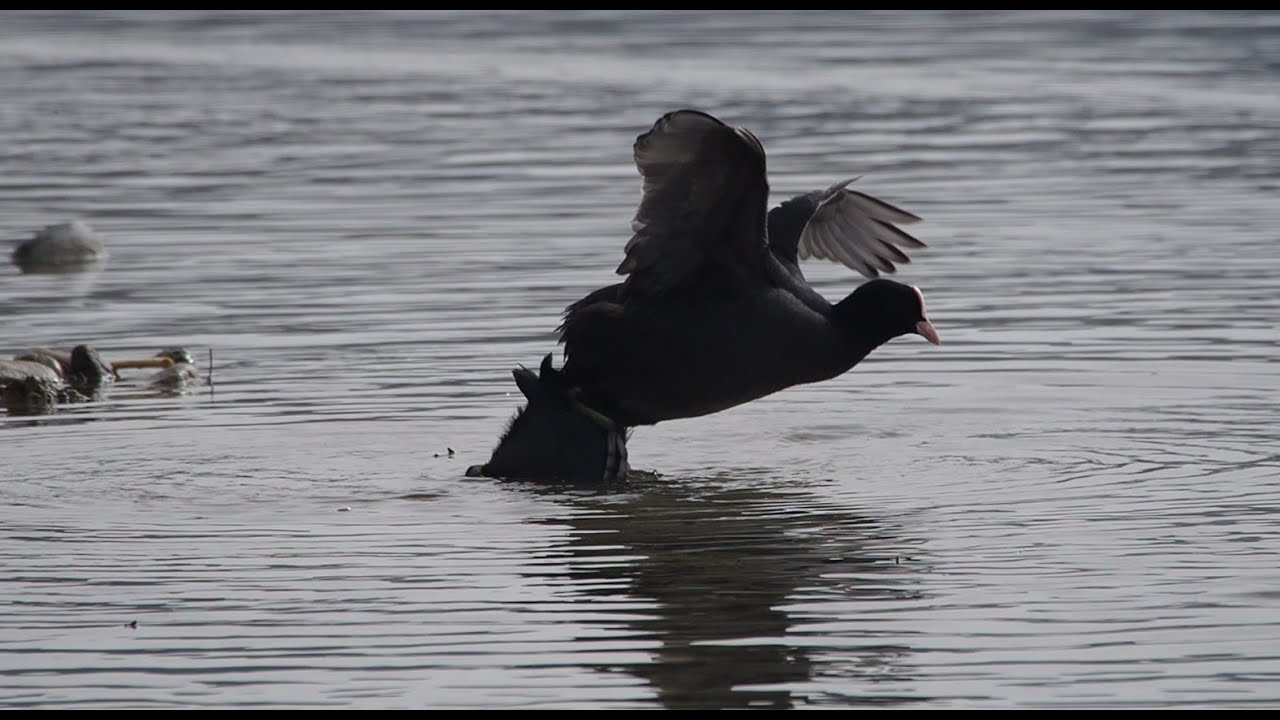 Blesshühner beim Schnackseln Akt Paarung fällt ins Wasser coots making love falling in water fail