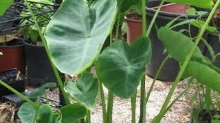 How to grow taro root plant/ cheppankilangu plant in growing bag