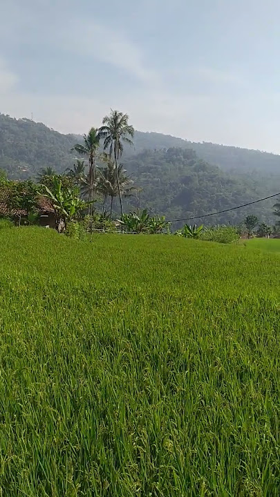 Ini Di Bandung Barat Loh. #shorts #suasanapedesaan #pemandanganindah #bandung