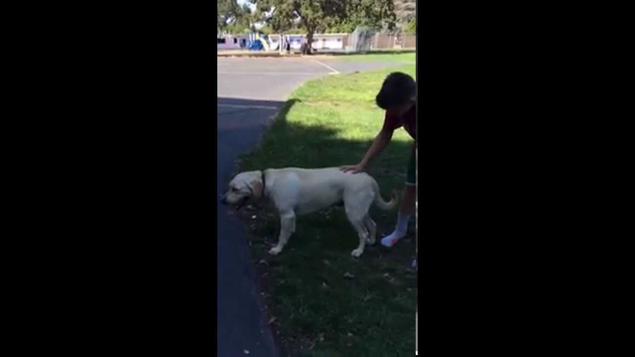 Our Dog in an Exercise Induced Collapse Episode YouTube