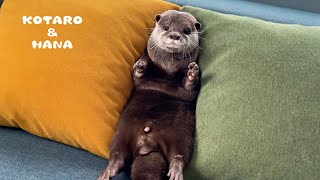 人間みたいな行動で話題のカワウソの日常　My Otter’s Human-Like Daily Routine