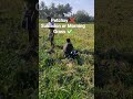 Petchay Farming #farming #petchay