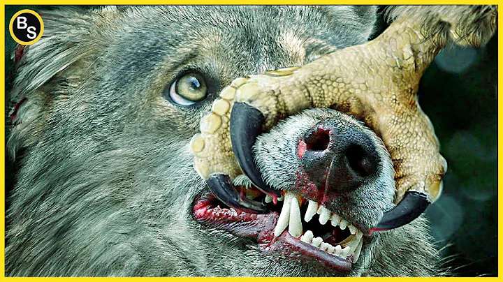 The Strongest and Largest Eagle in The World