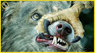 De sterkste en grootste adelaar ter wereld