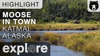 New moose In Town - Katmai National Park - Live Cam Highlight