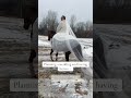 Planning a wedding and owning horses means I’m officially broke the horse isn’t that broke🤦♀️💸🐎