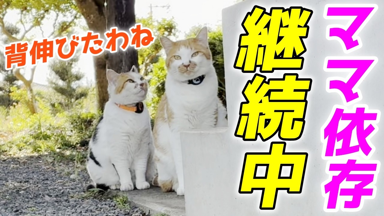 ママ〜♡」大人になっても赤ちゃん気分な息子猫が可愛すぎる！【三毛母