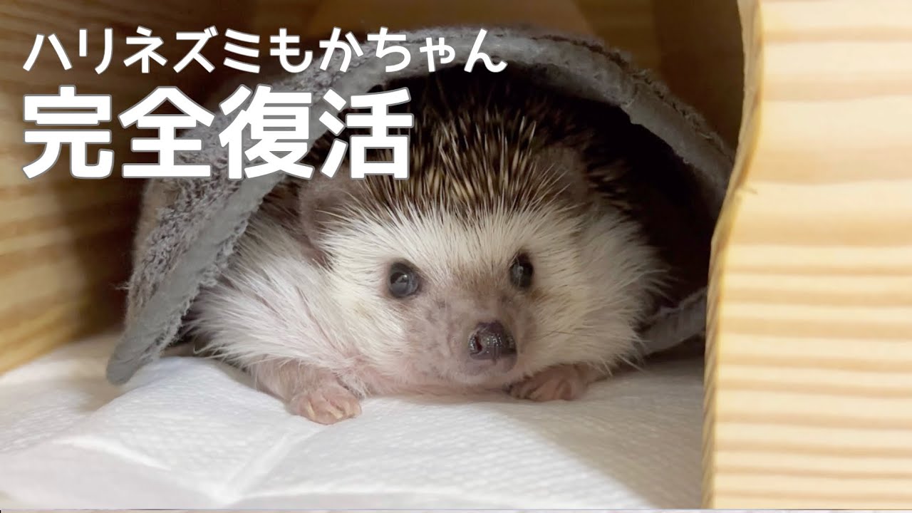 完全復活したハリネズミもかちゃん A fully recovered hedgehog - YouTube