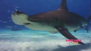 Stuart Cove's Great Hammerhead Dive Adventure, Bimini, Bahamas