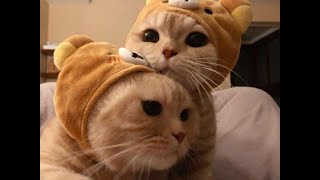Cute is Not Enough  - Funny Cats and Dogs Compilation #6