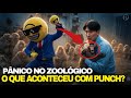 ZOOLÓGICO DO PUNCH É INVADIDO HOMENS SÃO DETIDOS - COMO ESTÁ O PUNCH E SUA FAMÍLIA ?