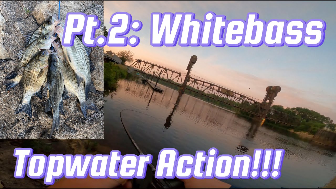Part 2. TOPWATER White Bass Fishing. July 2025. ANOTHER Crazy Morning Action!