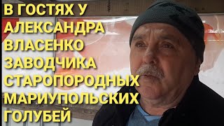 В гостях у Александра Власенко, заводчика старопородных мариупольских голубей. Pigeons. 鸽子. الحمام.