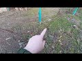 Ежевика на даче 24.03.2024 год.
