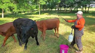Fly Control - Spraying the cows