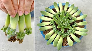 The ways to propagate Stone Lotus are extremely simple and effective beyond expectations