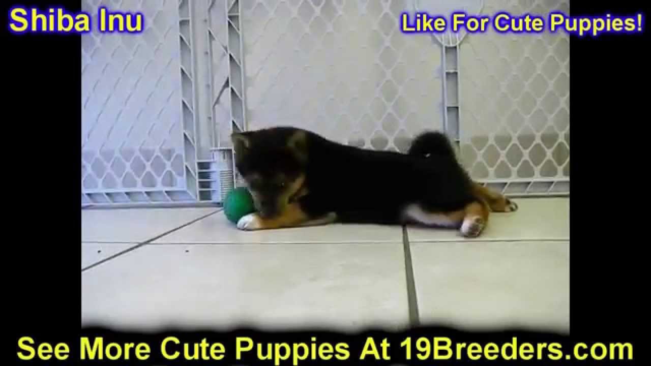 Shiba Inu, Puppies, Dogs, For Sale, In Huntington, County, West