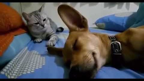 chien qui pète, le chat pas content !!!!