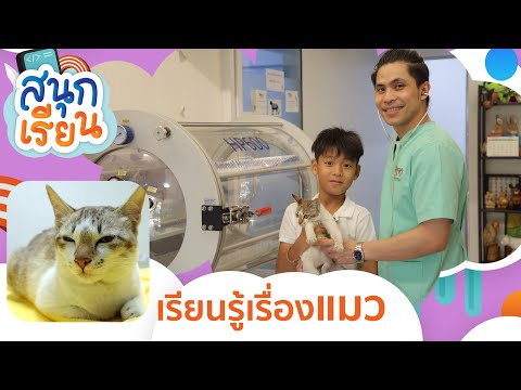 วีดีโอ: สุขภาพแมว: คำแนะนำของสัตวแพทย์ในการพาแมวของคุณไปหาสัตวแพทย์