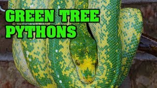 All about green tree pythons!! Some really cool looking snakes!!
