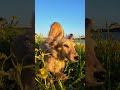 GoPro | The Cutest Frolicking Wiener Dog 🎬 Julia Nasiell #Shorts