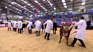 Biff Ifanc - Heffer Cyfandirol dan 425kg | Baby Beef - Continental Heifer 425kg
