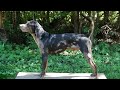 American Leopard Hound