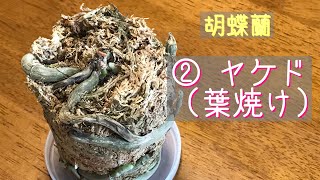 4月 ヤケド 葉焼けしてしまった胡蝶蘭 処理の仕方 黄色くなった葉 ナンプ病 Youtube