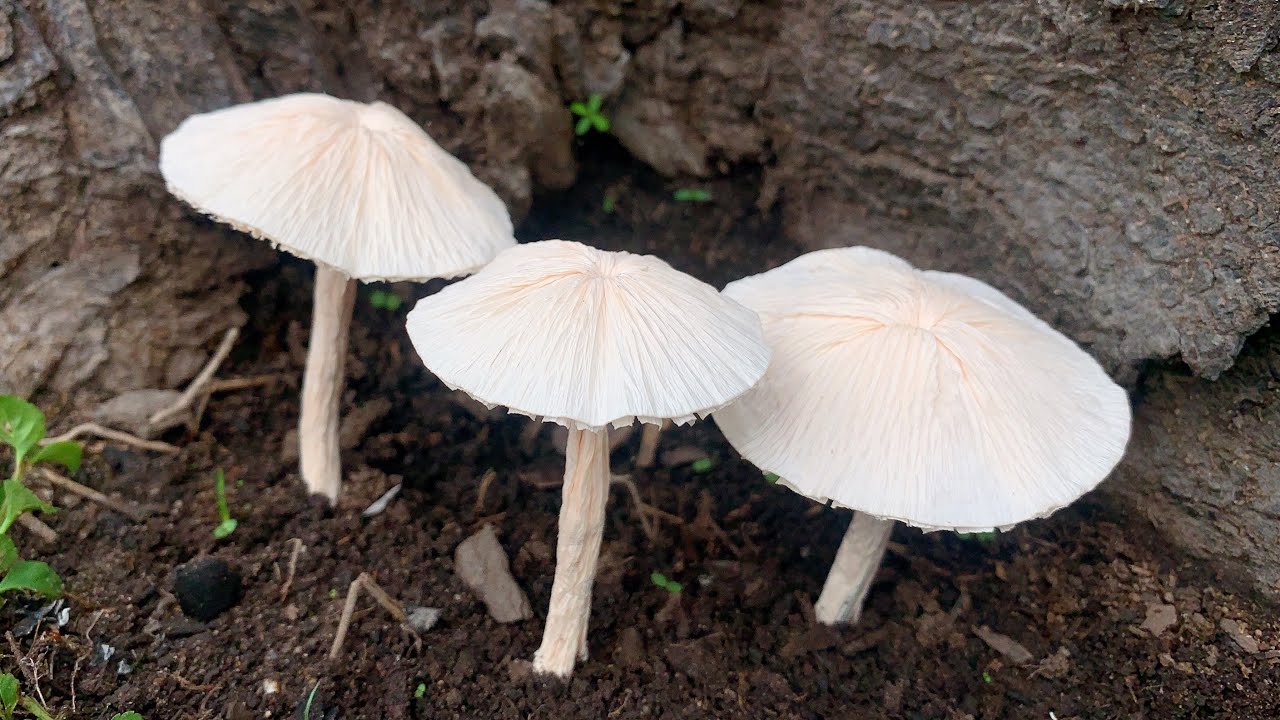 ABC TV | Как сделать бумагу с грибами из креповой бумаги - Учебное пособие по рукоделию