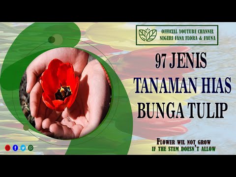 Video: Apa Itu Tulip Berpohon – Cara Menanam Varietas Tulip Berpohon Di Kebun