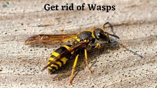 how to remove wasp nest| how to keep wasps away| pest control| DIY| Home remedy