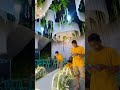 EP 311 Dekor rumah #dekorasicilengsi #wedding #wedding #dekorasicikarang #dekorasicilegon #event