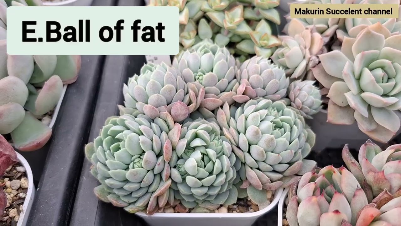 【Succelent 】Best Succelents during winter seasonお気に入り多肉植物2月