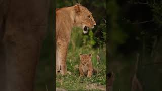 "In Vantara, love needs no words 🐾✨"#animals #vantara #wildlife #conservation #wild