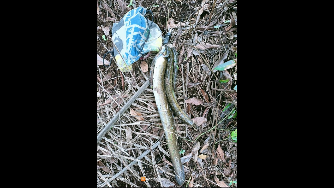 Mancing ikan panjang/sidat besar di musim kemarau bikin melungkung joran