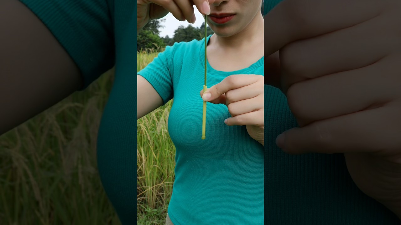 Making a Magic Whistle from a Rice Stalk😃👌🏻 