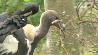 Real-life Angry Birds Attack Cars at Everglades National Park