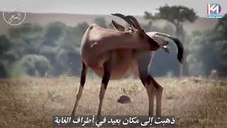 قصة الغزال مع الاسد والصياد