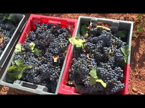 ASAJA Vacunación Temporeros Contrato Trabajo Noticia Informativos 28/07/2021