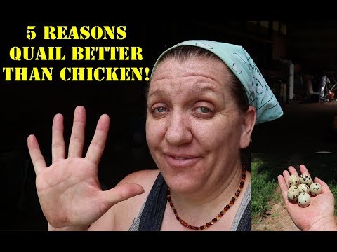 Video: How To Distinguish Quail Chickens