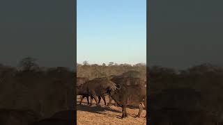 Daggerboy watching the herd #buffalo #shorts